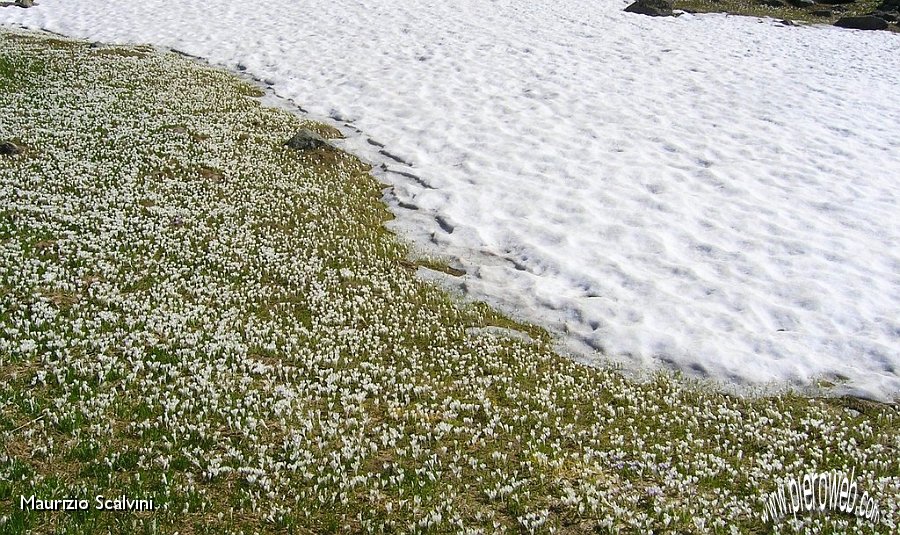 18 Bianco di neve e di crocus.JPG